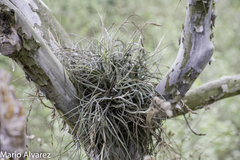 Tillandsia baileyi