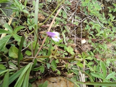 Mazus miquelii