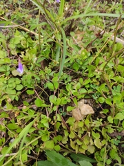 Mazus miquelii