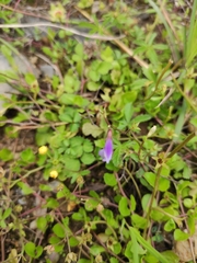 Mazus miquelii