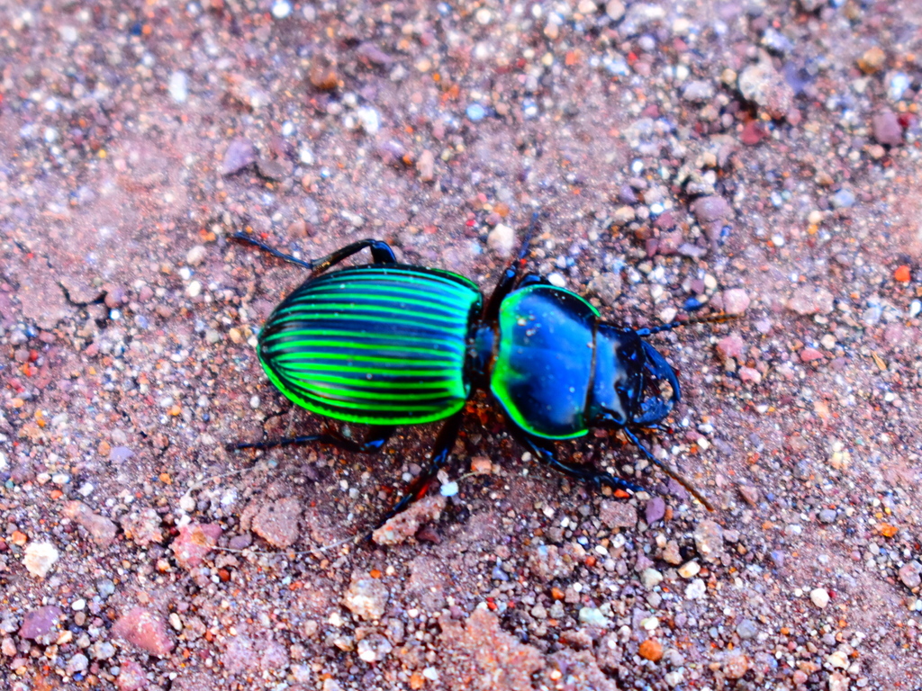 Pasimachus metallicus