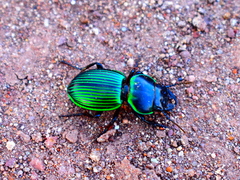 Pasimachus metallicus