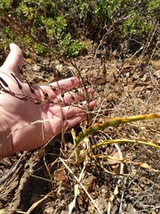Chlorogalum pomeridianum divaricatum