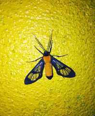 Cosmosoma flavothoracides