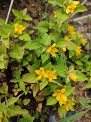 Lysimachia tashiroi