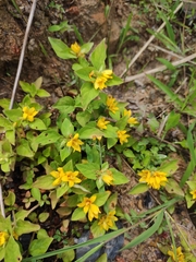 Lysimachia tashiroi