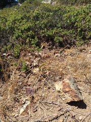Chlorogalum pomeridianum divaricatum