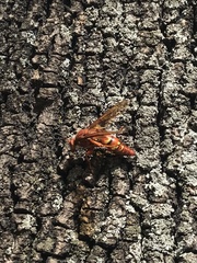 Sphecius