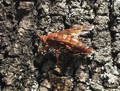 Sphecius