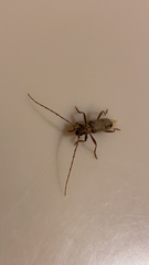 Eburia mutica