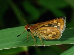 Taractrocera ardonia