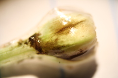 Isoetes howellii image