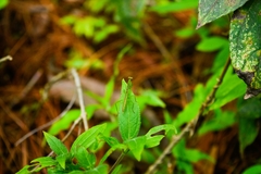 Mantodea