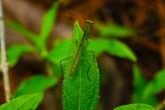 Mantodea