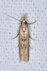 Macrorrhinia endonephele