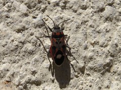 Lygaeus alboornatus