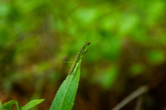Mantodea