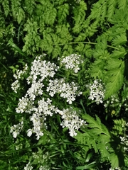 Anthriscus sylvestris