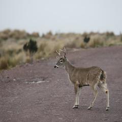 Odocoileus virginianus ustus