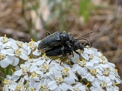 Brachysomida californica