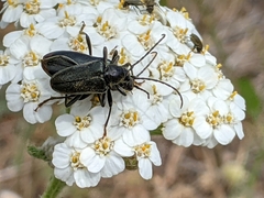 Brachysomida californica