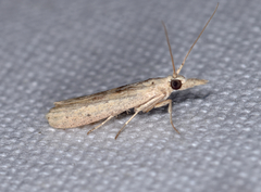 Macrorrhinia endonephele