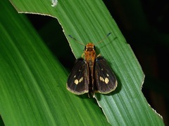Taractrocera ardonia