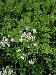 Anthriscus sylvestris