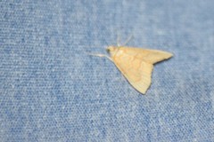 Glaphyria sesquistrialis