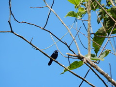 Cyanocompsa parellina