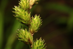 Carex tribuloides sangamonensis