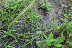 Carex tribuloides sangamonensis