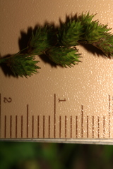 Carex tribuloides sangamonensis