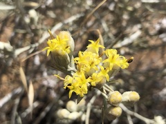 Tetradymia comosa