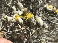 Tetradymia comosa