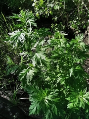 Artemisia vulgaris
