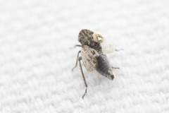 Bathysmatophorini