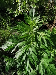 Artemisia vulgaris
