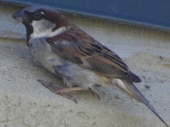 Passer domesticus