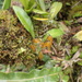 Stelis immersa - Photo (c) Richard Joyce, some rights reserved (CC BY-NC), uploaded by Richard Joyce