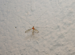 Macrocera