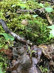 Entoloma olivaceomarginatum