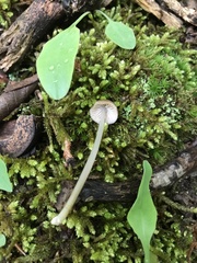 Entoloma olivaceomarginatum