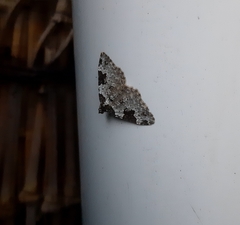 Xanthorhoe fluctuata