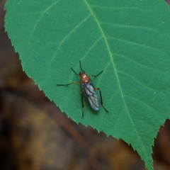 Xylophagidae
