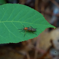 Xylophagidae