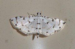 Pycnarmon meritalis