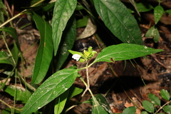 Yeatesia viridiflora