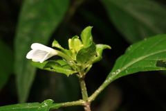 Yeatesia viridiflora