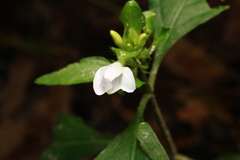 Yeatesia viridiflora